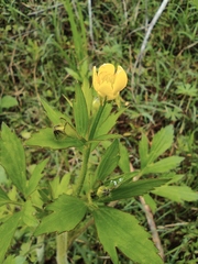 Ranunculus chinensis