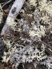 Stereocaulon paschale