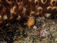Plocamopherus maderae