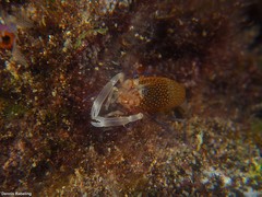 Gnathophyllum elegans