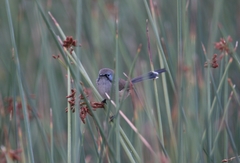 Malurus assimilis assimilis