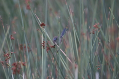 Malurus assimilis assimilis