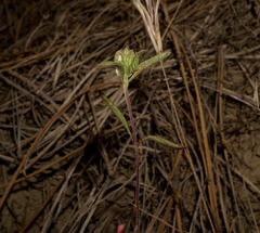 Monardella douglasii
