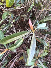 Samadera bidwillii