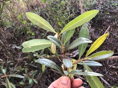 Samadera bidwillii