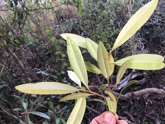 Samadera bidwillii