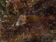 Gnathophyllum elegans