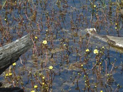Ranunculus flabellaris