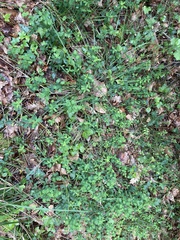 Euphorbia angulata