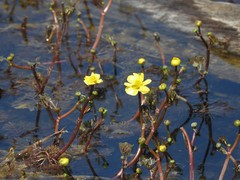Ranunculus flabellaris