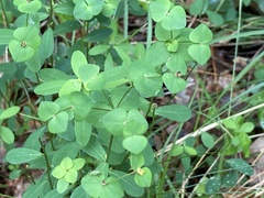Euphorbia angulata