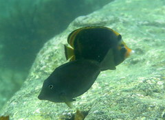 Chaetodon flavirostris