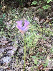 Dichelostemma congestum