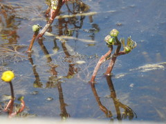 Ranunculus flabellaris