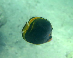Chaetodon flavirostris