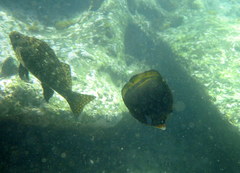 Chaetodon flavirostris