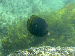 Chaetodon flavirostris