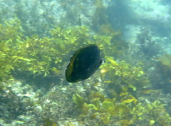 Chaetodon flavirostris