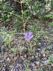 Dichelostemma congestum