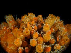Stolonica socialis