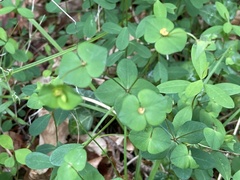 Euphorbia angulata