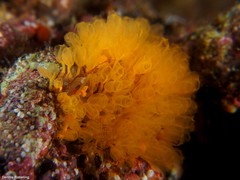 Pycnoclavella communis