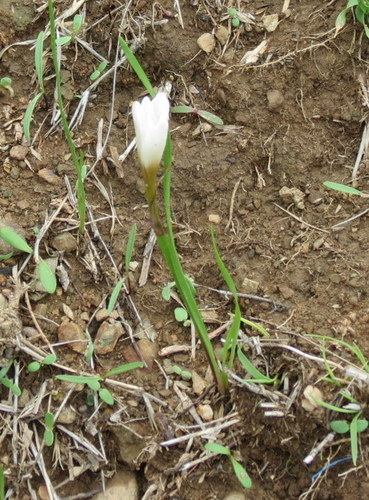 Image of Zephyranthes fosteri by (c) Eugenio Padilla, some rights reserved (CC BY-SA)