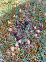 Orobanche caryophyllacea