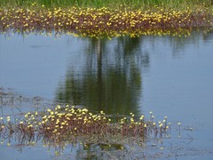 Ranunculus flabellaris