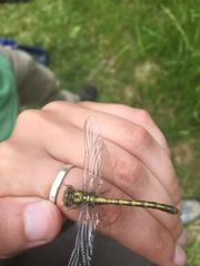 Ophiogomphus incurvatus