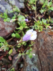 Mazus miquelii