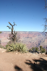 Yucca baccata baccata