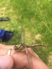 Ophiogomphus incurvatus