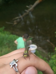 Ophiogomphus incurvatus