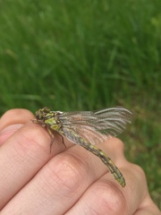 Ophiogomphus incurvatus