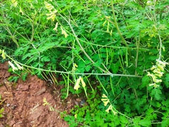 Corydalis balansae