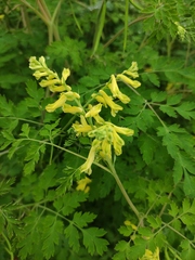 Corydalis balansae