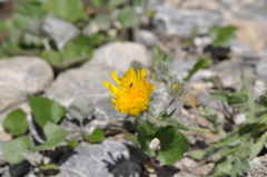Hieracium villosum