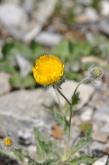 Hieracium villosum