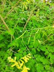 Corydalis balansae