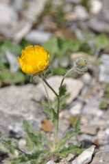 Hieracium villosum