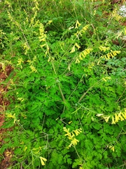Corydalis balansae