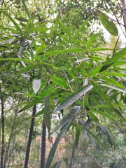 Phyllostachys edulis