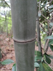 Phyllostachys edulis