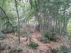 Phyllostachys edulis