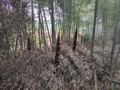 Phyllostachys edulis