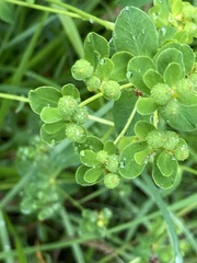 Euphorbia verrucosa