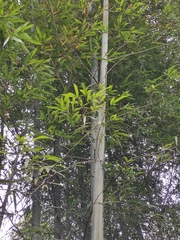 Phyllostachys edulis