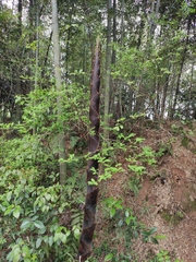 Phyllostachys edulis