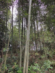 Phyllostachys edulis